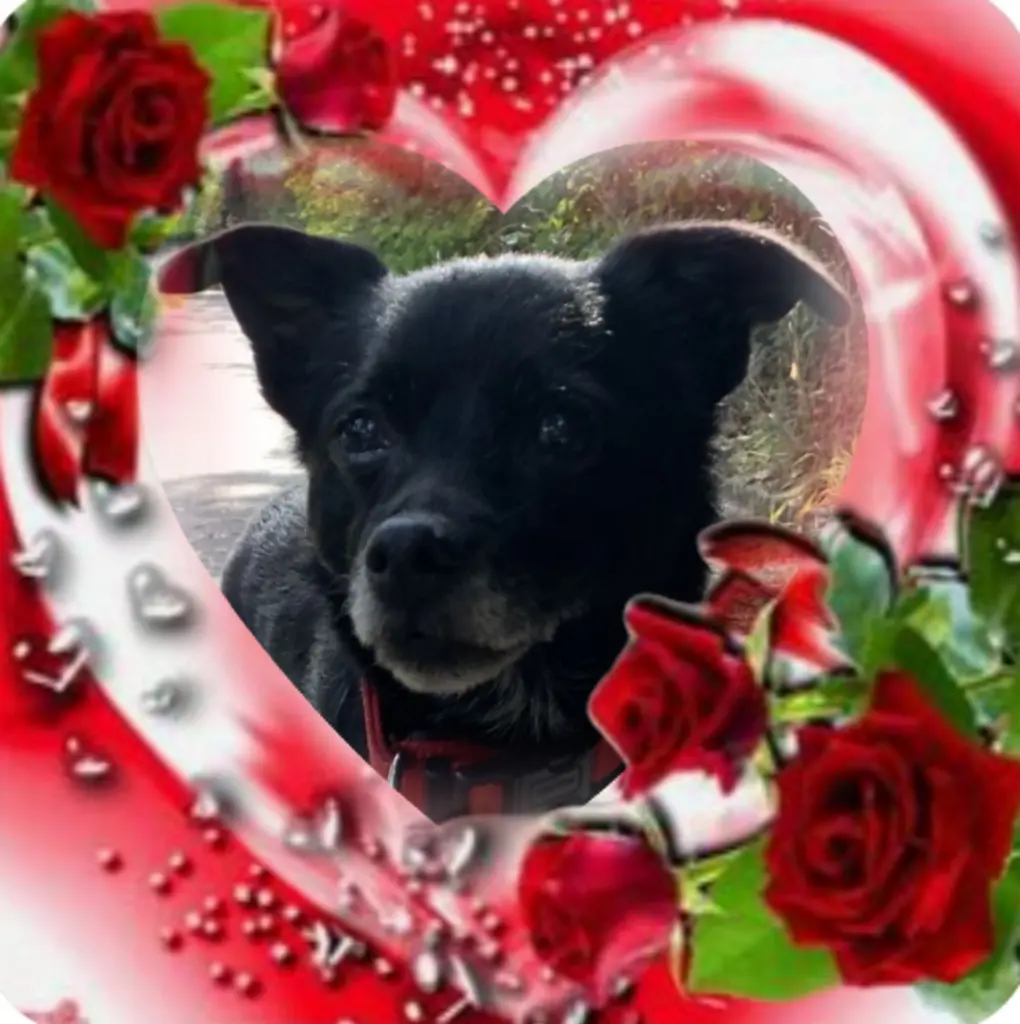 Condolence image of Ewa & Krzysztof mit Jacki tief im Herzen❤️