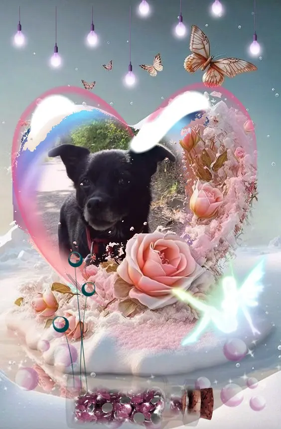 Condolence image of Niedzielne❤️Różyczki❤️❤️❤️dla Misia❤️