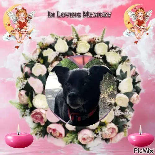 Condolence image of ❤️❤️❤️❤️❤️❤️❤️❤️❤️❤️❤️❤️❤️❤️❤️