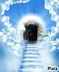 Condolence image of Tanja mit Timmy im Herzen