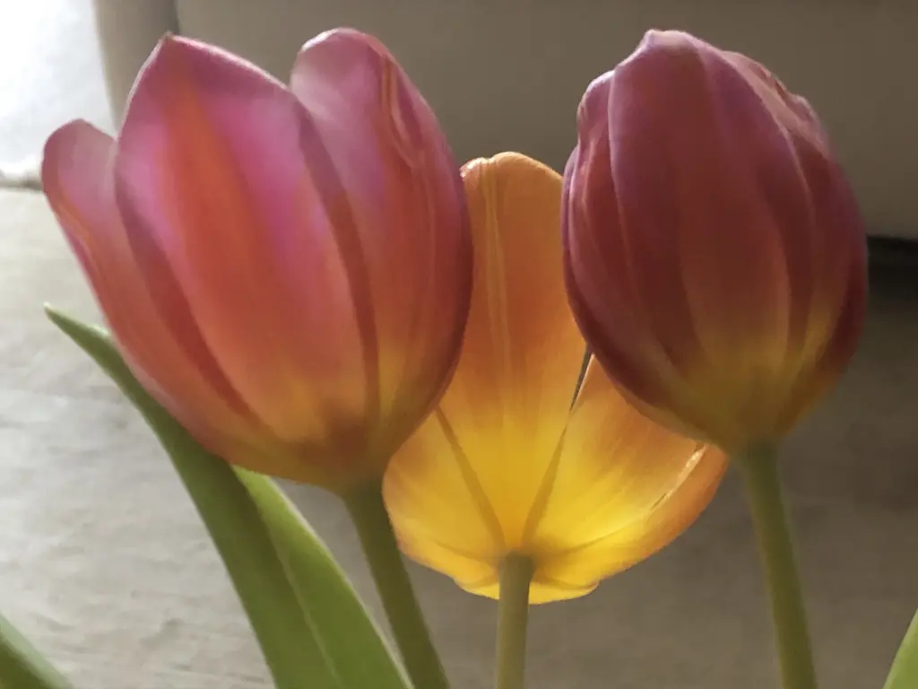 Condolence image of Rosen zum 3. Gedenktag