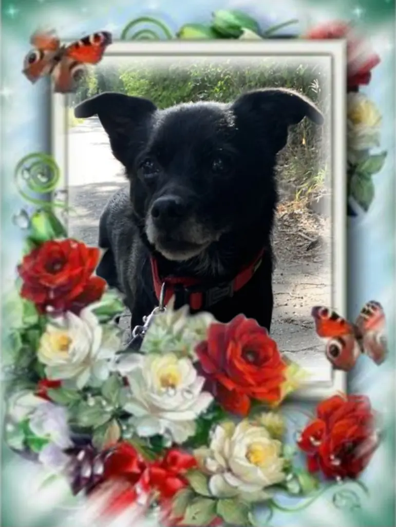 Condolence image of ♥️Dla Misia♥️