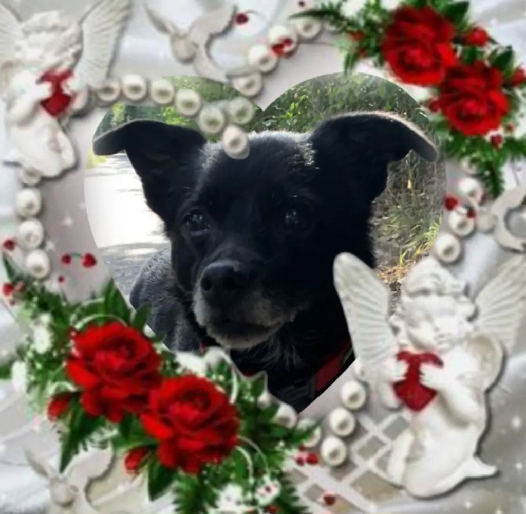 Condolence image of ♥️Misiu♥️ na zawsze w naszych sercach♥️