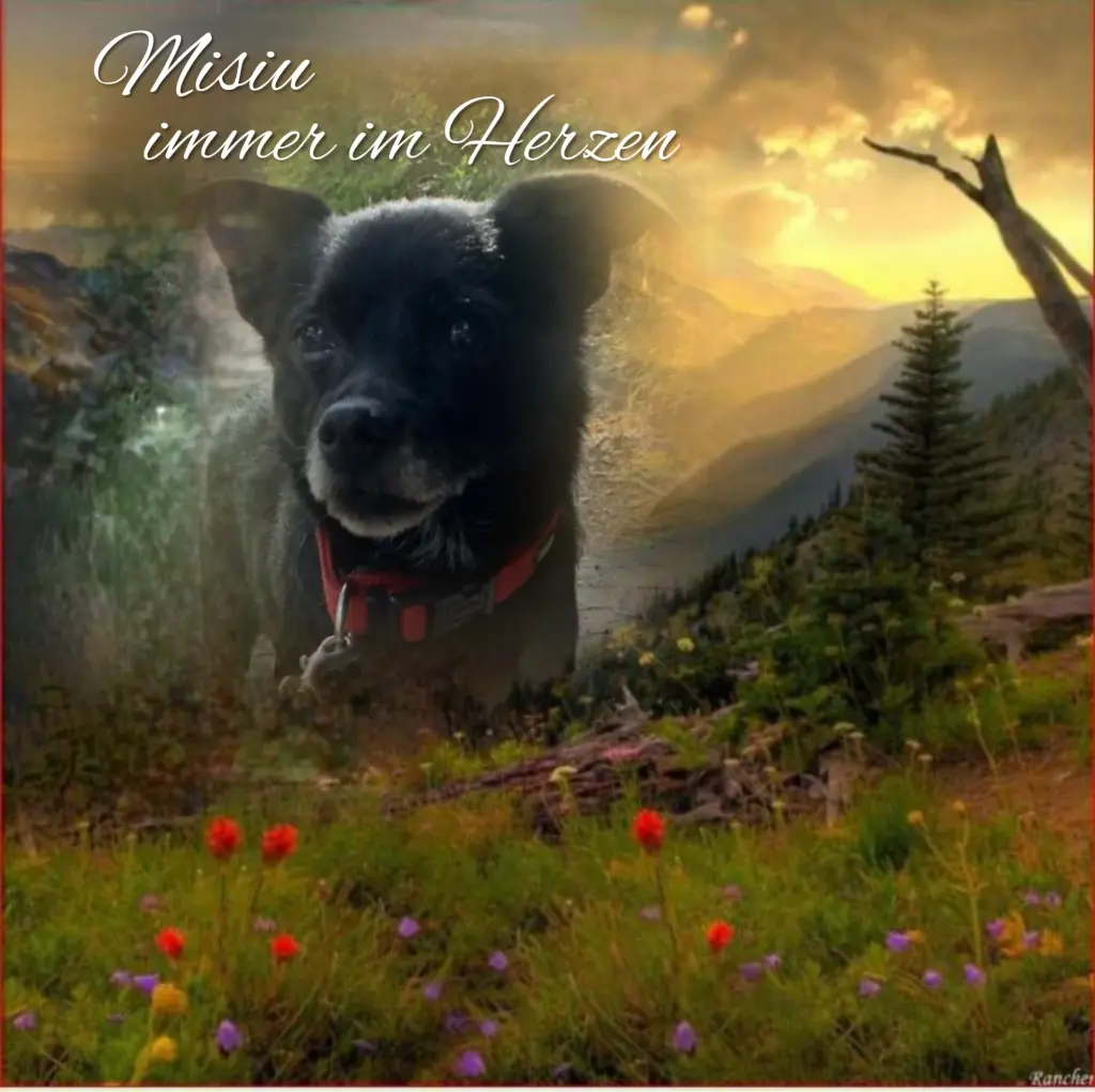 Condolence image of Ewa & Krzysztof mit Jacki tief im Herzen❤️