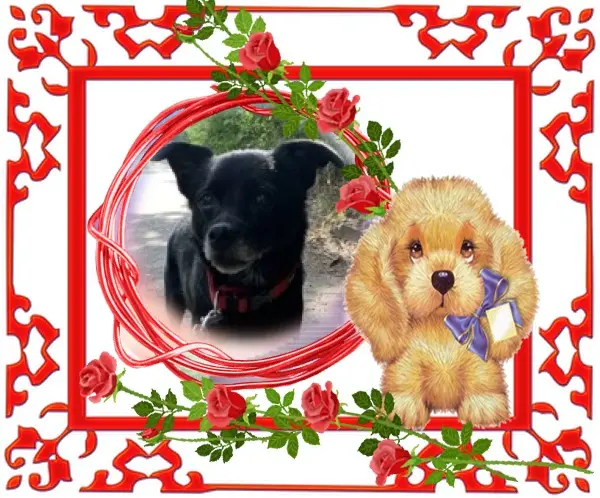 Condolence image of Niedzielne❤️Różyczki❤️❤️❤️❤️❤️❤️dla Misieńka❤️⭐️