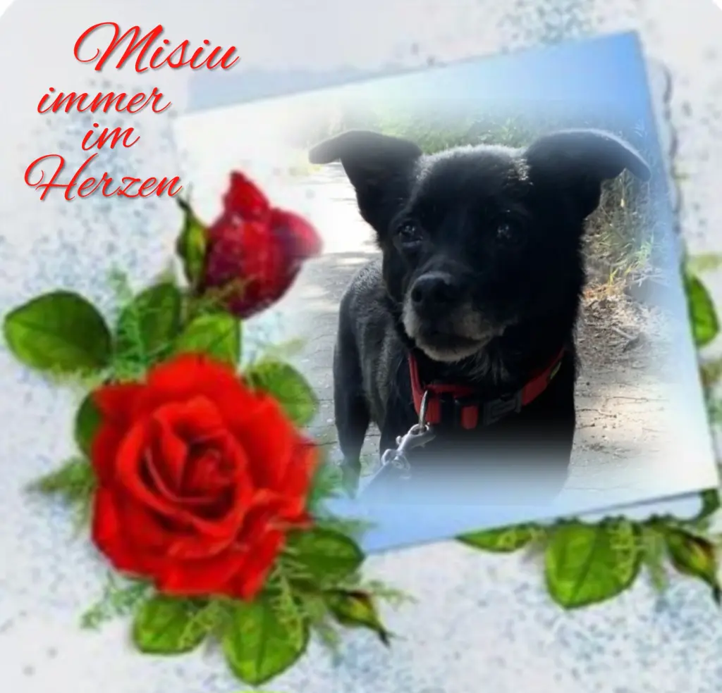 Condolence image of Misiu♥️ geliebt♥️ und unvergessen♥️