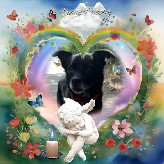 Condolence image of Niedzielne❤️Róże❤️❤️❤️❤️❤️❤️❤️