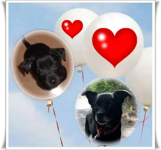 Condolence image of Niedzielne❤️Róże❤️❤️❤️❤️❤️❤️❤️