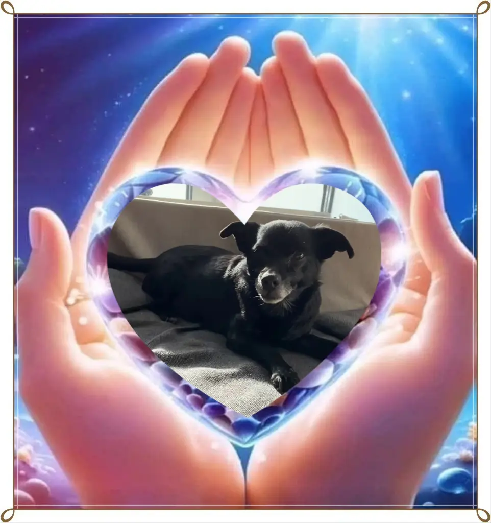 Condolence image of Dla Misieńka❤️⭐️🐕💋💋💋🫶🫶🫶