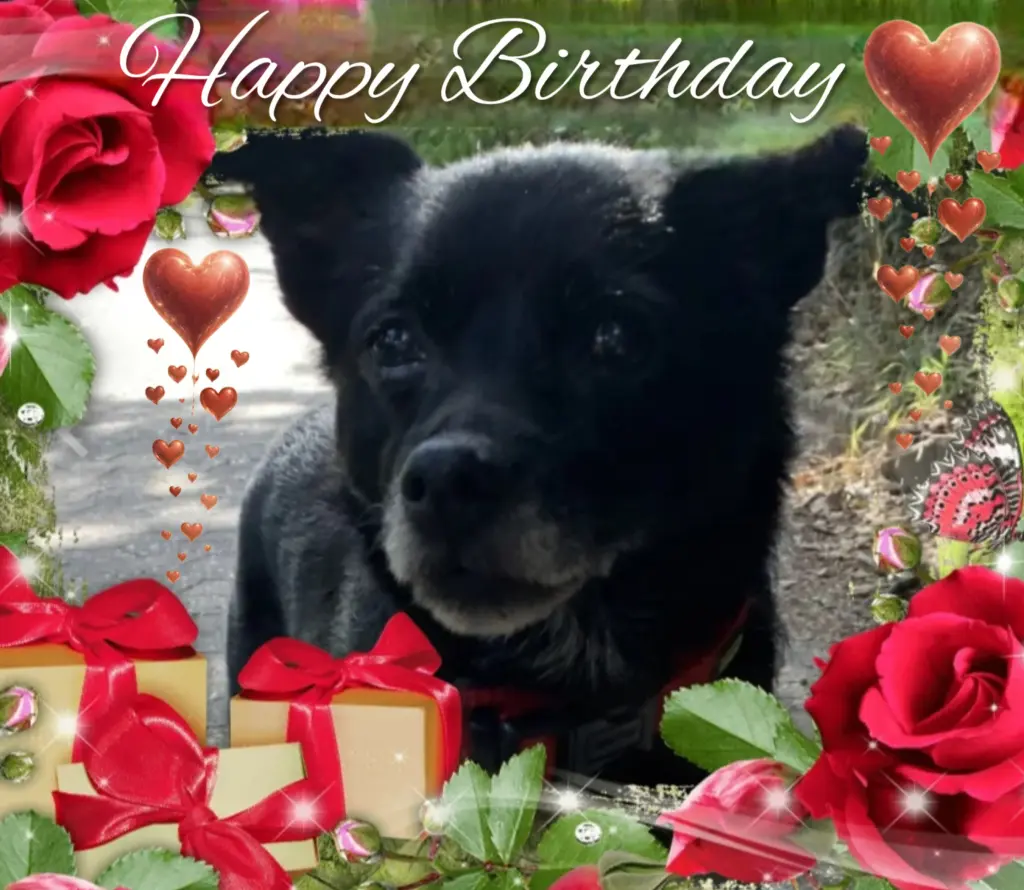 Condolence image of *:·.🌺Happy Birthday🌺.·:* liebster Misiu♥️