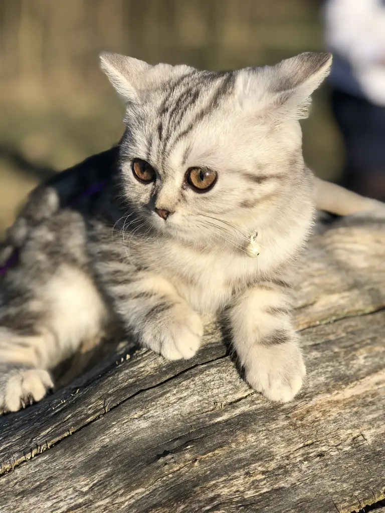 Image from Mina