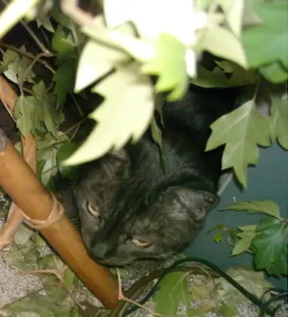 Condolence image of deiner Ilse