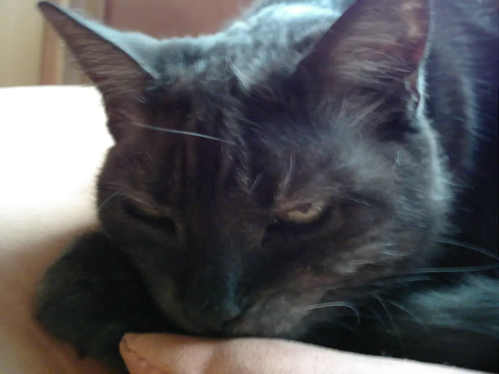 Condolence image of deiner Ilse in Liebe