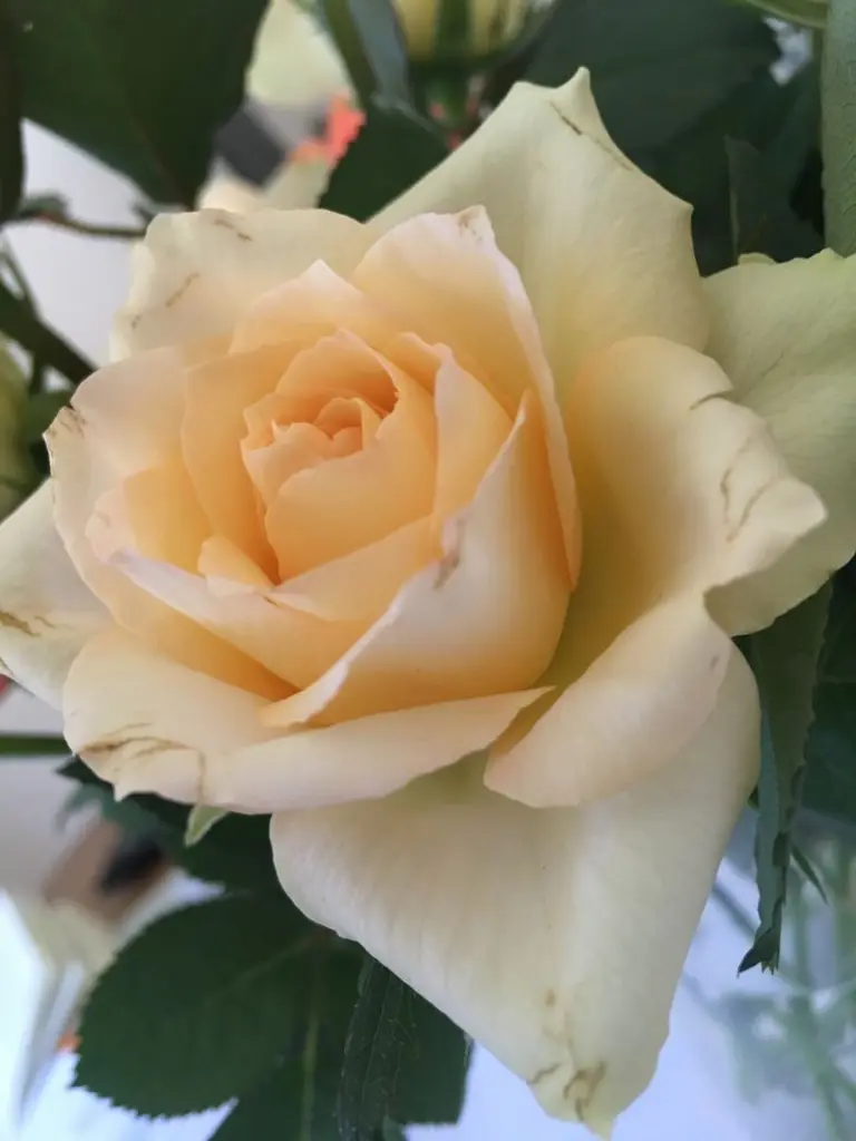 Condolence image of Jina