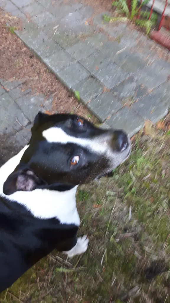 Image from Bandit