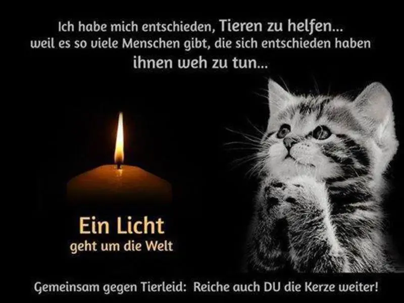 Condolence image of Katrin und Katzi im ❤️