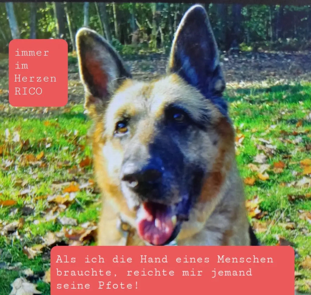Image from Rico