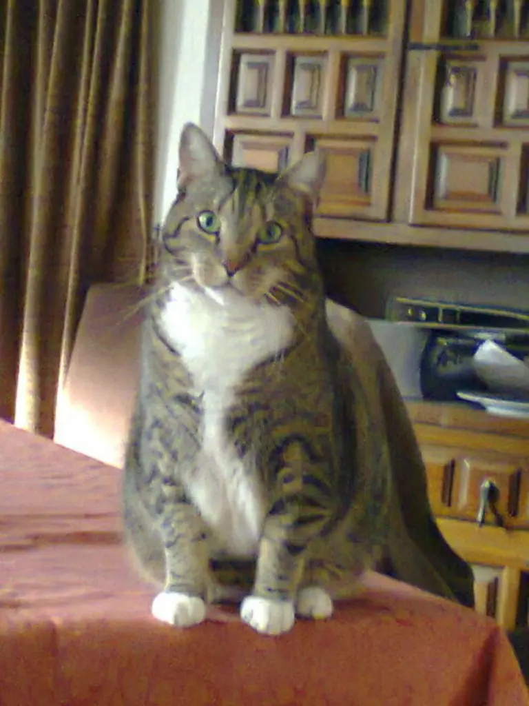 Andachtsbild von Maria