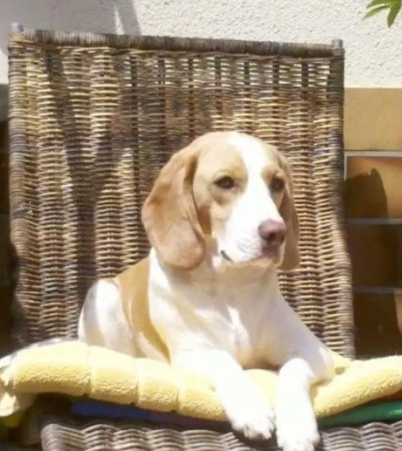 Andachtsbild von Unbekannt