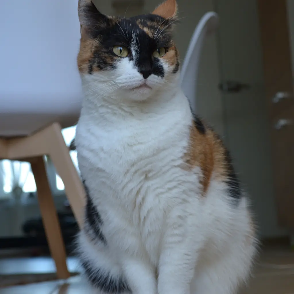 Image from Minou