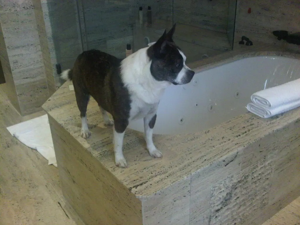 Image from Snoopy
