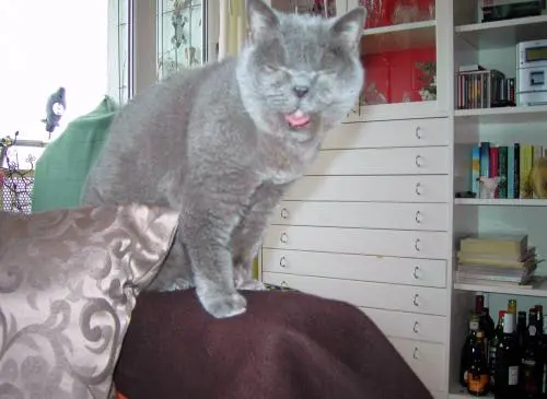 Image from Amadeus (genannt Amadusselchen)