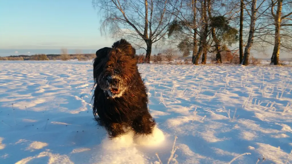 Image from Finn