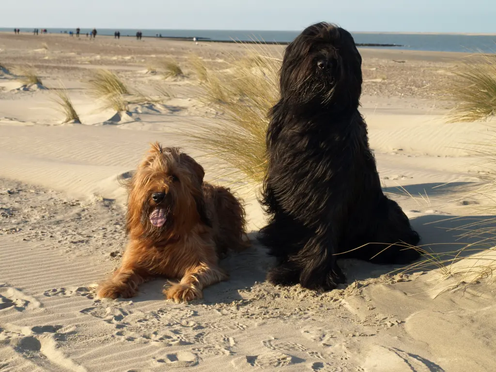 Image from Finn