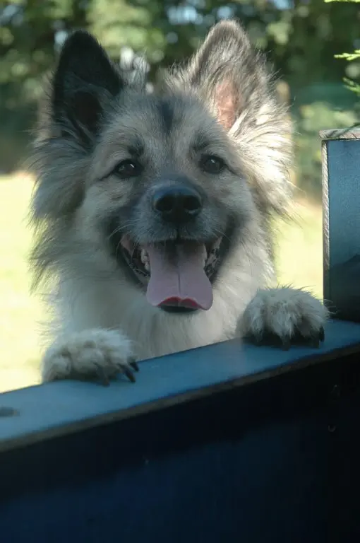 Bild von Loki