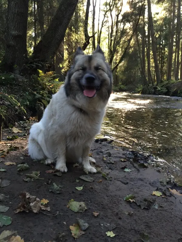 Bild von Loki
