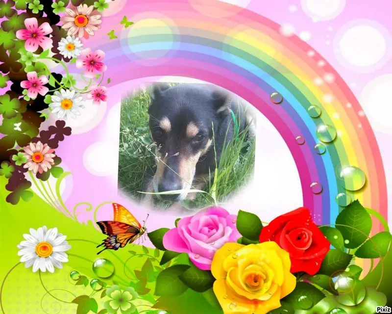 Condolence image of Jutta mit Purzel tief im Herzen✟08.05.2016 