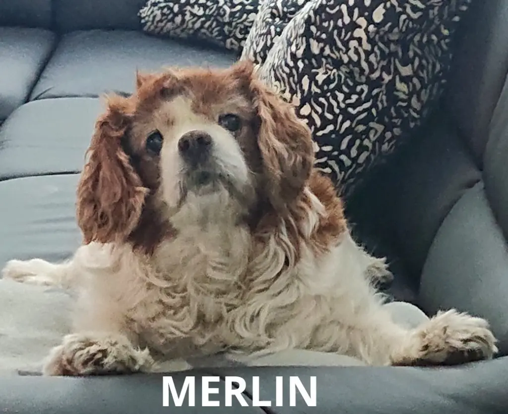 Image from Merlin