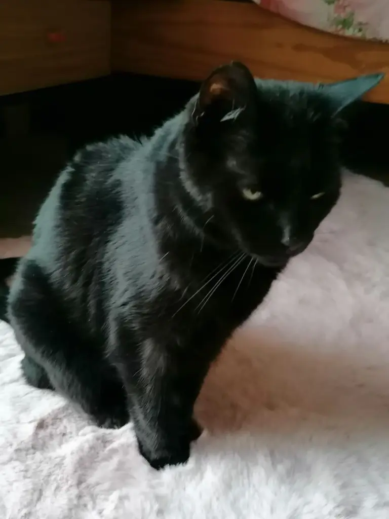 Andachtsbild von Andrea