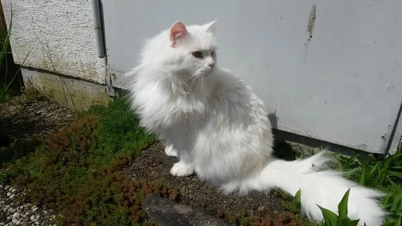 Andachtsbild von Brunhilde und tief im Herzen Kasimir