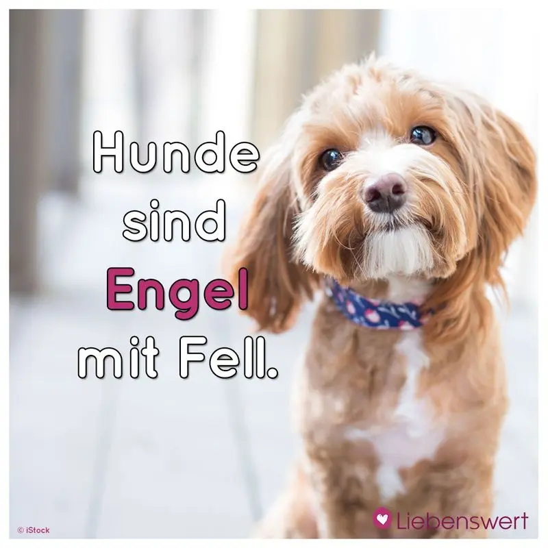 Condolence image of Katrin und Katzi im ❤️
