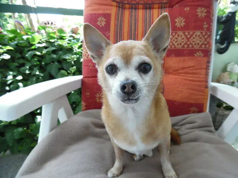 Condolence image of Irene mit Seelenhund *Jimmy * ganz tief im Herzen