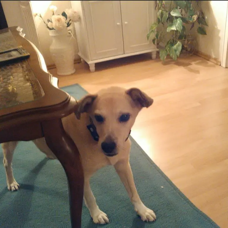 Condolence image of von deinem Frauchen Birgit