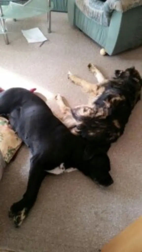 Andachtsbild von Steffi