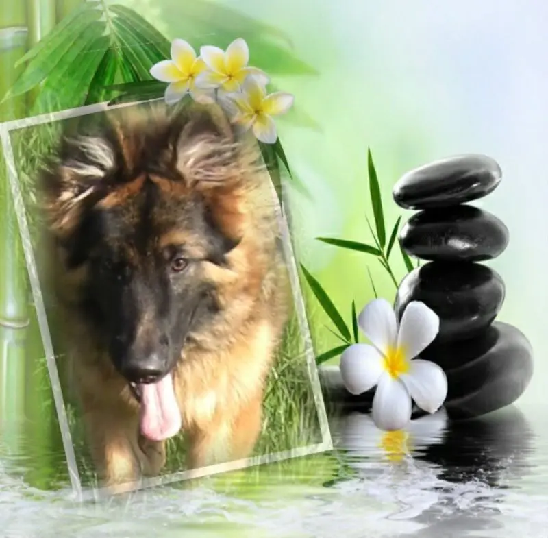 Condolence image of ❤️❤️❤️❤️❤️❤️❤️❤️❤️❤️❤️❤️❤️❤️