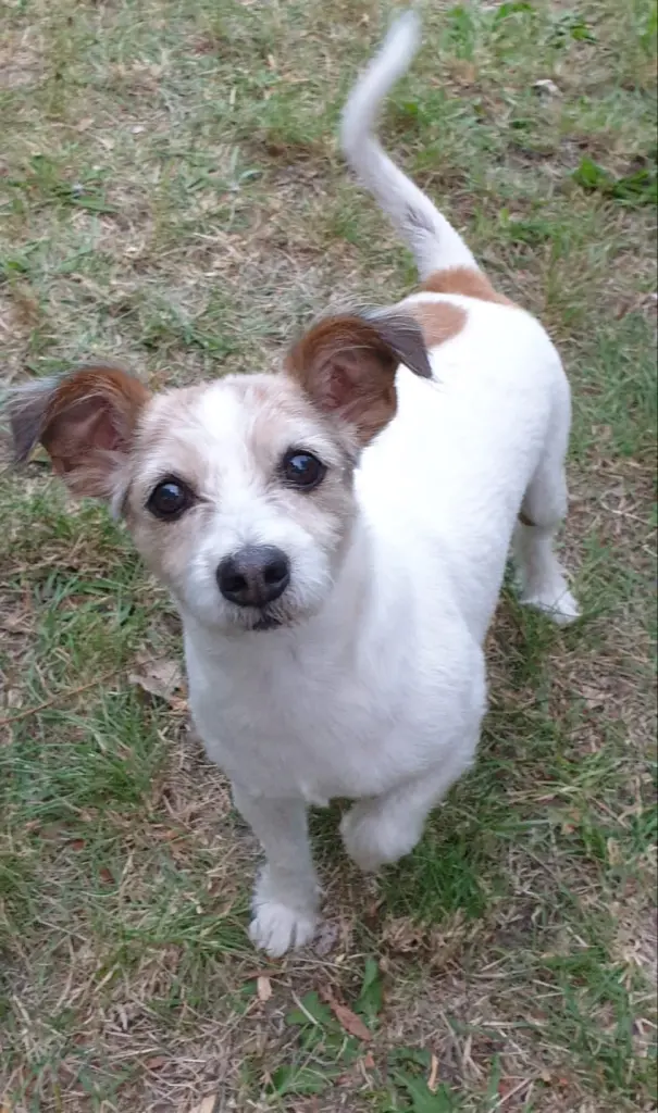 Image from Stitch