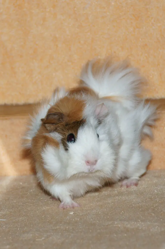 Image from Rosi-Ida Sonnenschein