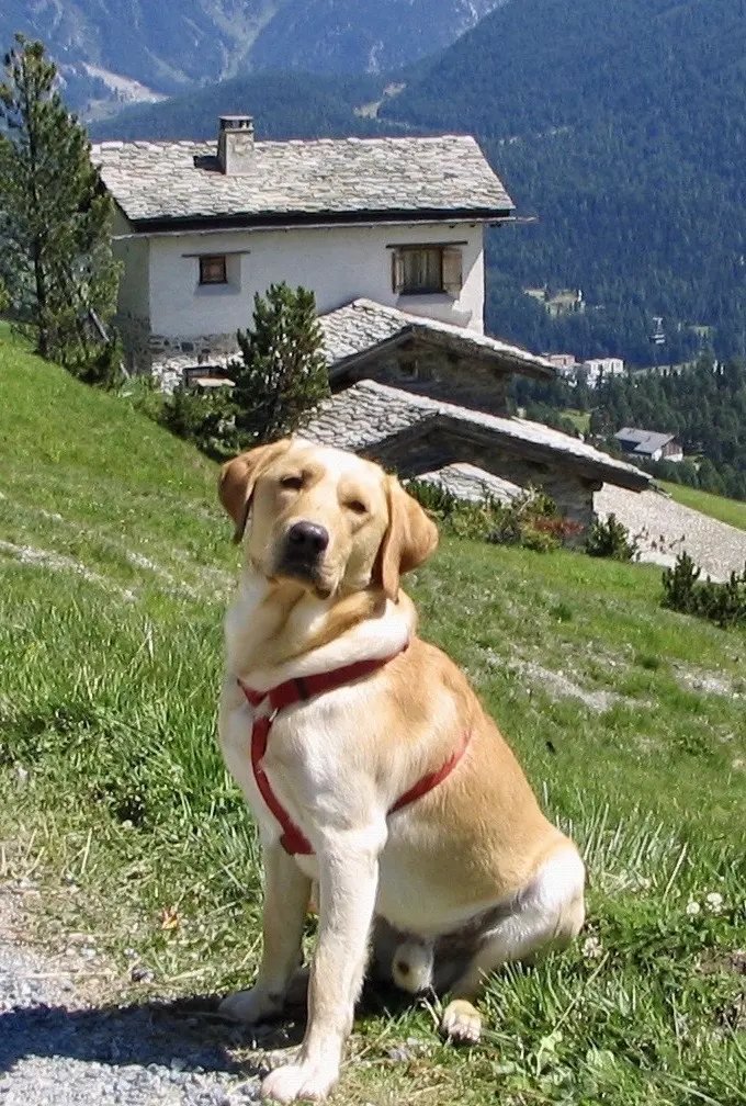 Image from Dexter