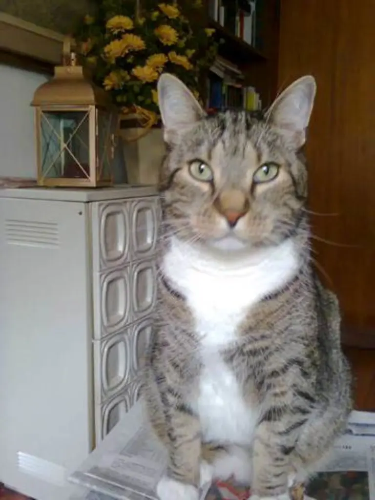 Condolence image of Maria mit Tommy im ❤ gest.16.4.2021 