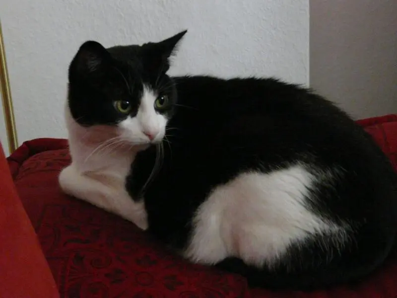 Image from Felix