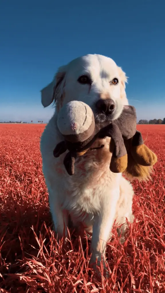 Image from Snoopy