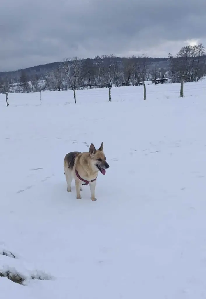 Image from Milka
