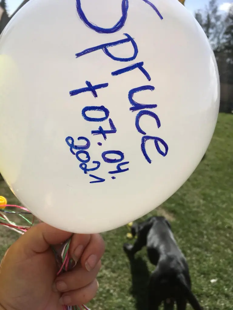Image from Spruce