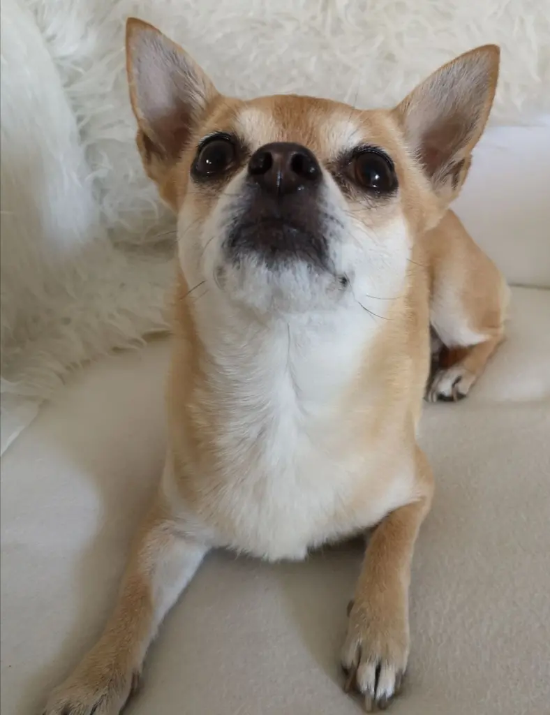 Image from Kira