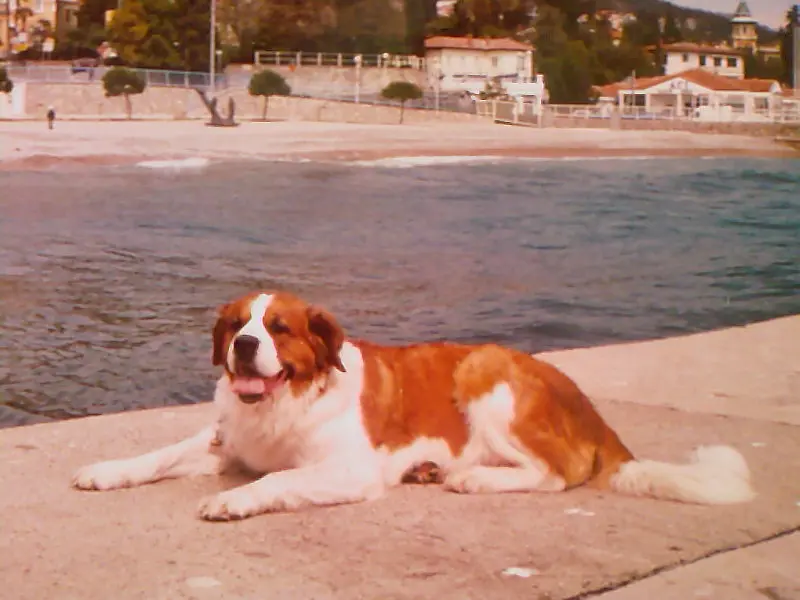 Image from Elsa