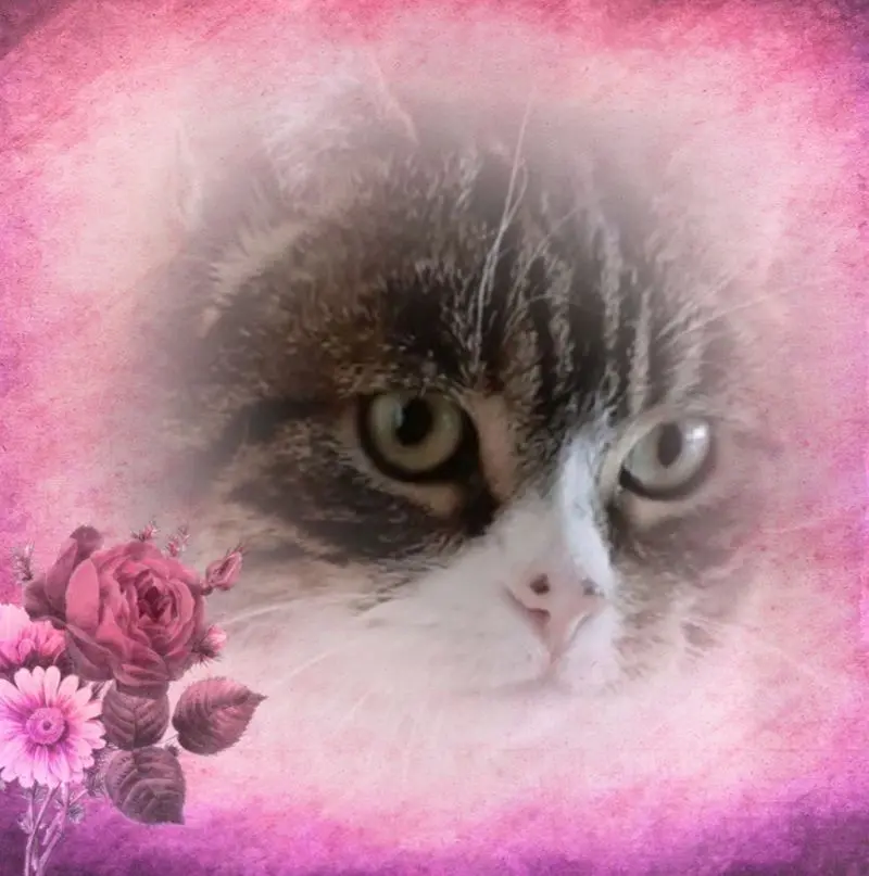 Condolence image of Andrea mit Mausi im Herzen